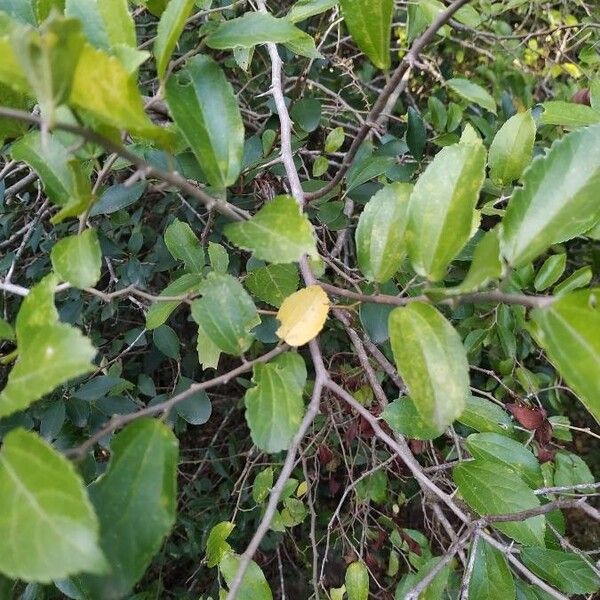 Celtis punctata (Celtis punctata)