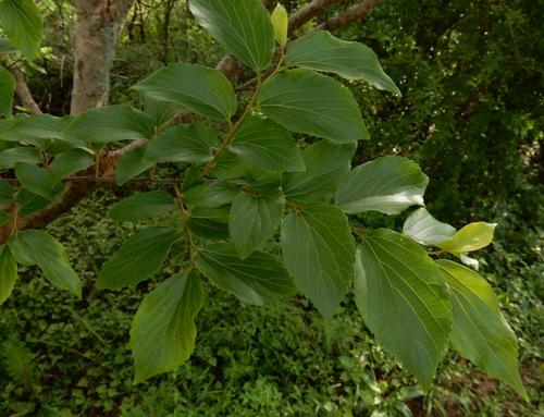 Chinese hackberry (Celtis sinensis)