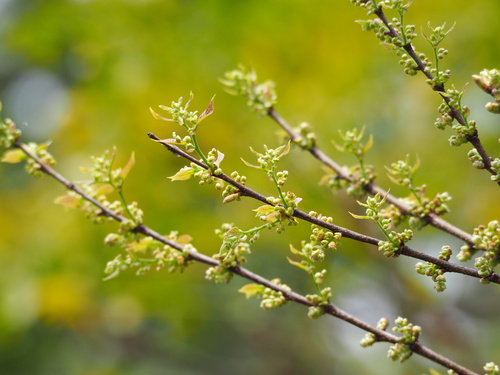 Chinese hackberry (Celtis sinensis)