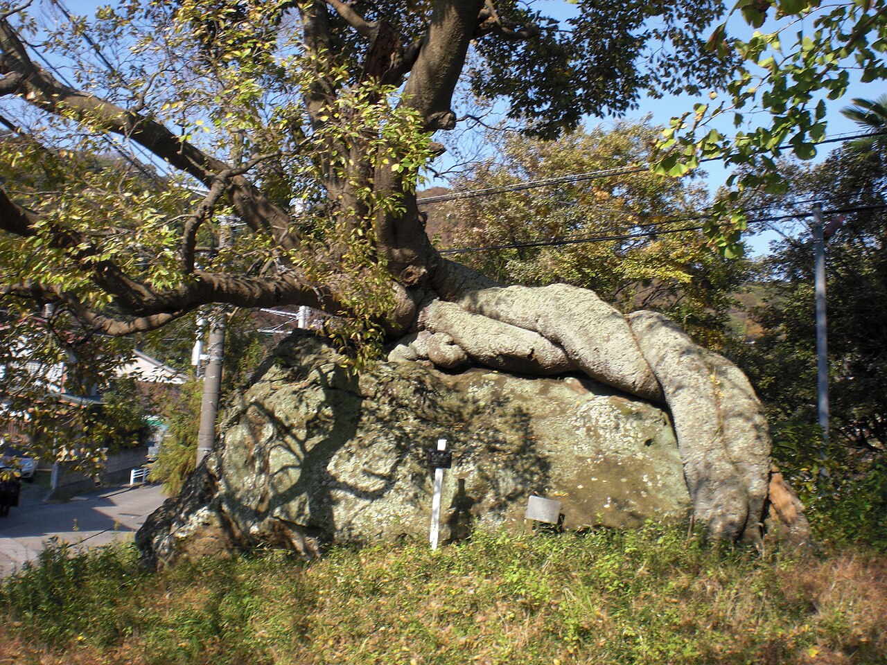 Chinese hackberry: 「石抱きの榎」神奈川県逗子市池子の福富稲荷社境内