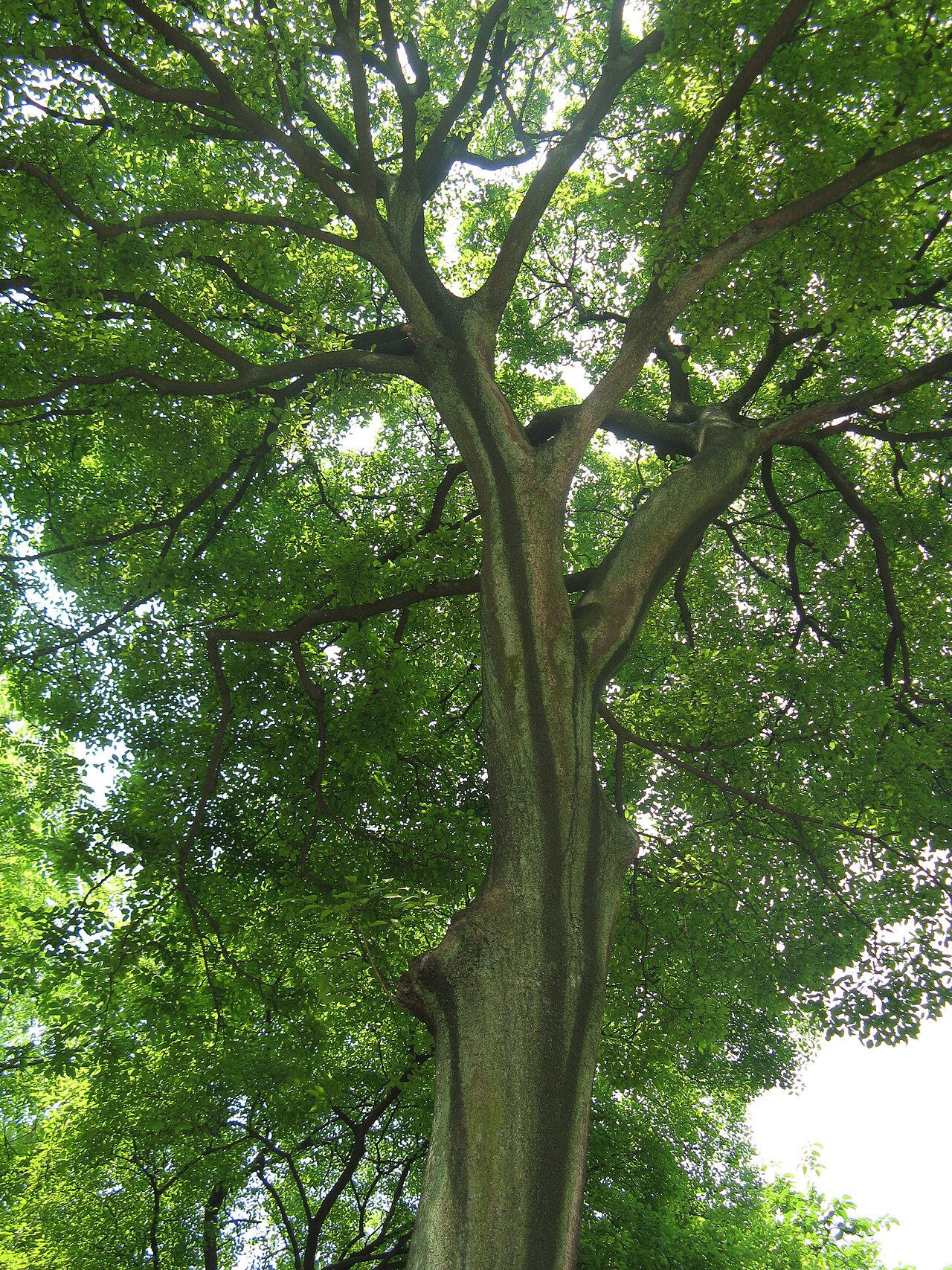 Chinese hackberry: A Chinese Hackberry at Yuelu Academy