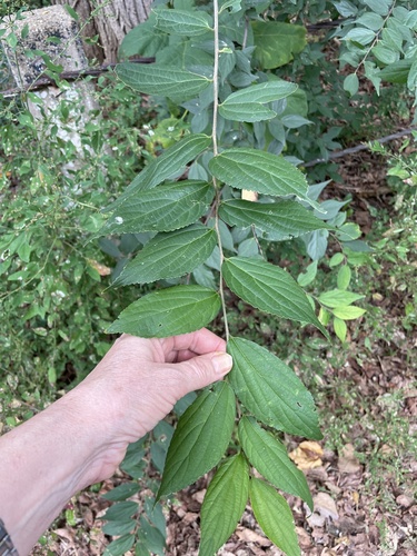Chinese hackberry (Celtis sinensis)