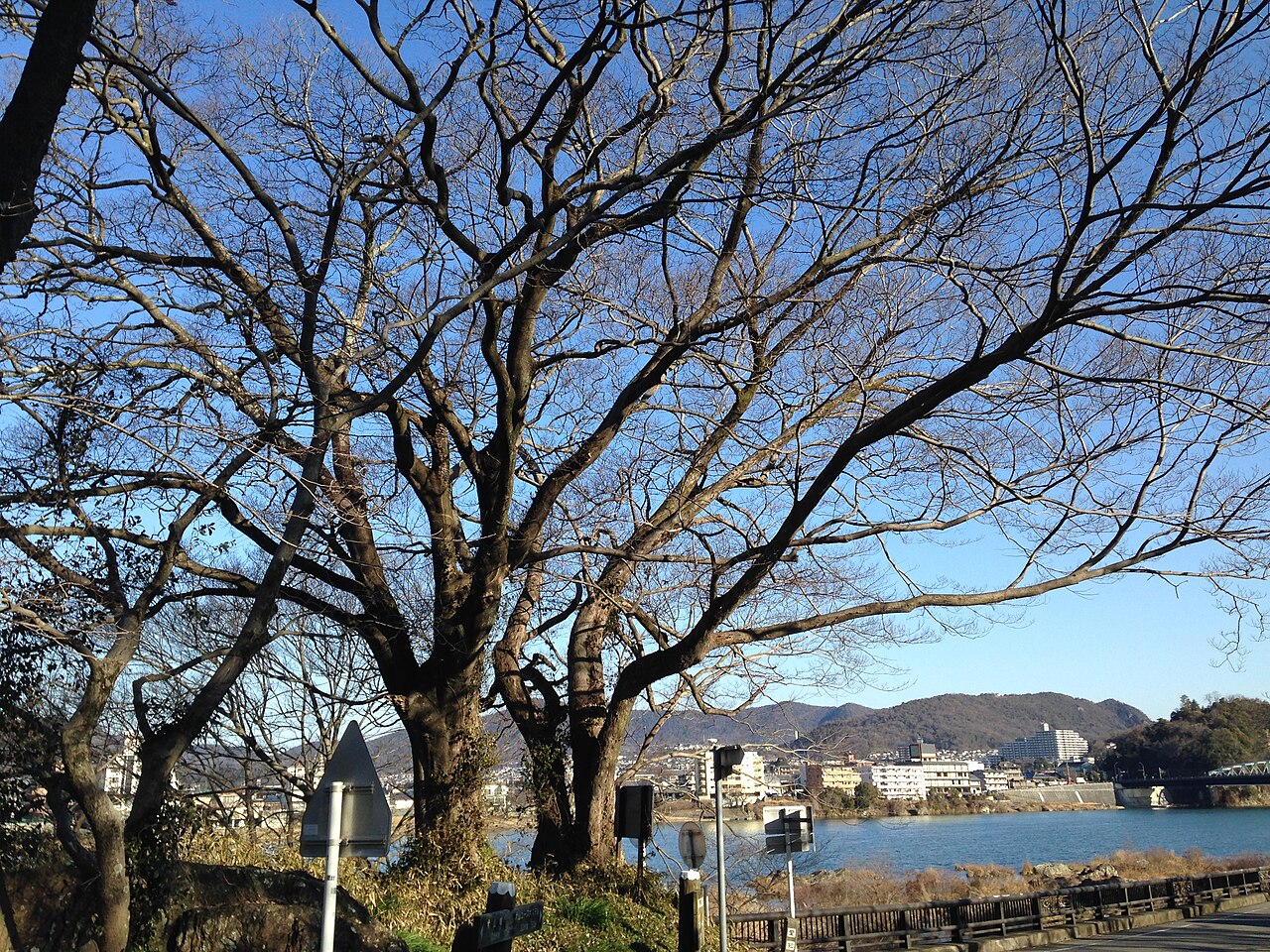 Chinese hackberry: 愛知県犬山市・彩雲橋のムクとエノキ