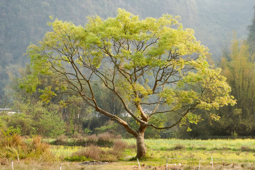 Chinese hackberry (Celtis sinensis)