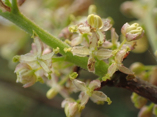Chinese hackberry (Celtis sinensis)
