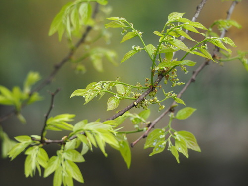 Chinese hackberry (Celtis sinensis)