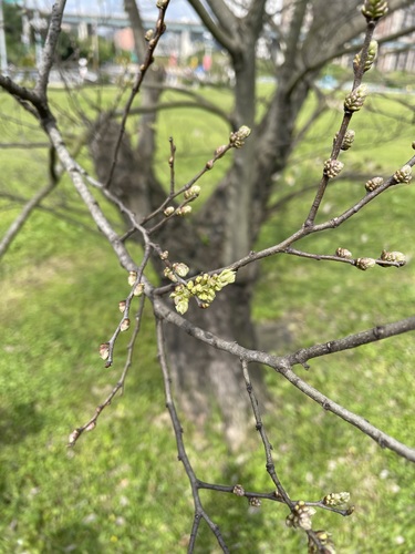 Chinese hackberry (Celtis sinensis)
