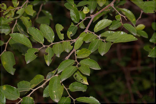 Celtis spinosa (Celtis spinosa)