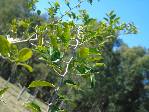 Celtis spinosa (Celtis spinosa)
