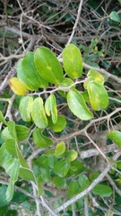 Celtis spinosa (Celtis spinosa)