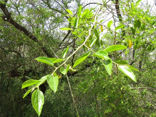 Celtis spinosa (Celtis spinosa)