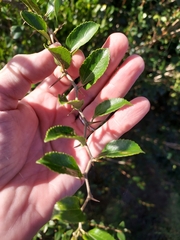 Celtis spinosa (Celtis spinosa)