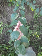 Celtis spinosa (Celtis spinosa)