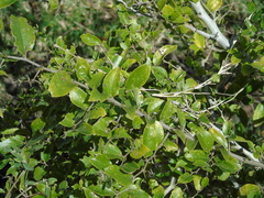 Celtis spinosa (Celtis spinosa)