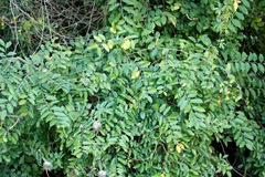 Celtis spinosa (Celtis spinosa)