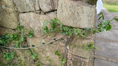 Celtis spinosa (Celtis spinosa)
