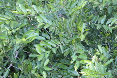 Celtis spinosa (Celtis spinosa)