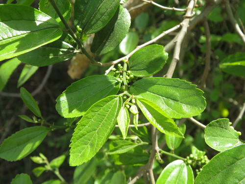 Celtis spinosa (Celtis spinosa)