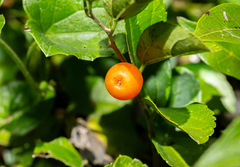 Celtis spinosa (Celtis spinosa)