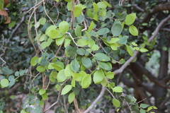 Celtis strychnoides (Celtis strychnoides)