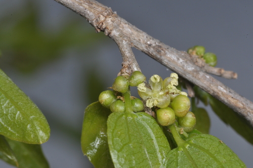 Tala (Celtis tala)