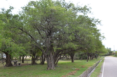 Tala (Celtis tala)