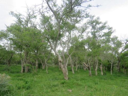 Tala (Celtis tala)