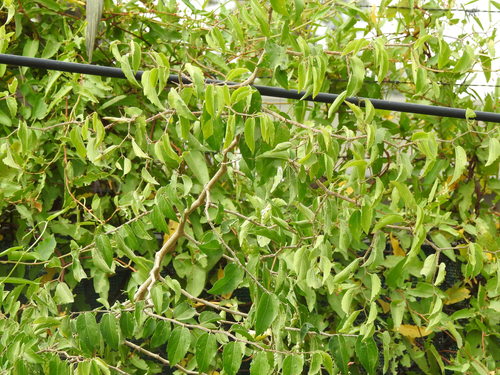 Tala (Celtis tala)