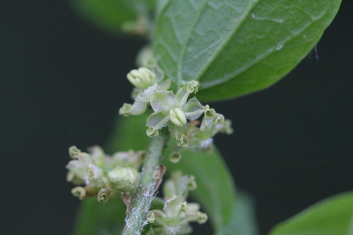 Tala (Celtis tala)