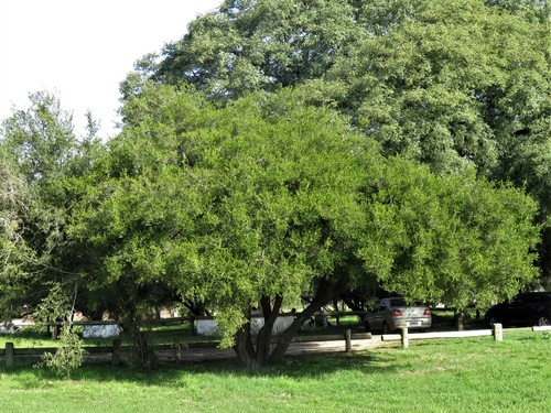 Tala (Celtis tala)