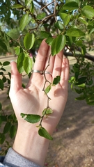 Tala (Celtis tala)