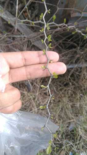 Tala (Celtis tala)