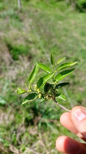 Tala (Celtis tala)