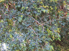 Tala (Celtis tala)