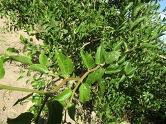 Tala (Celtis tala)