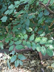 Tala (Celtis tala)