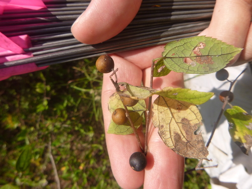Dwarf hackberry (Celtis tenuifolia)