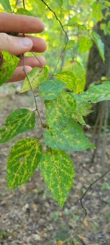 Dwarf hackberry (Celtis tenuifolia)