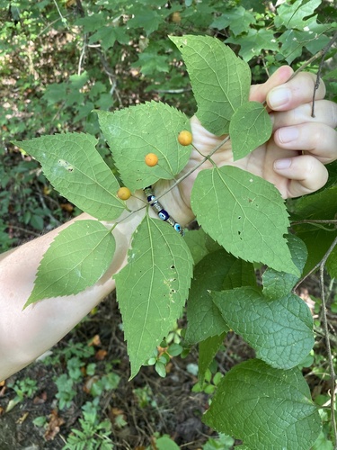 Dwarf hackberry (Celtis tenuifolia)