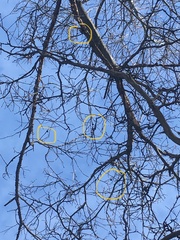 Dwarf hackberry (Celtis tenuifolia)