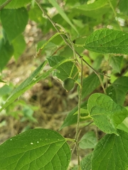 Dwarf hackberry (Celtis tenuifolia)