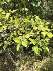 Dwarf hackberry (Celtis tenuifolia)
