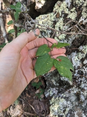 Dwarf hackberry (Celtis tenuifolia)