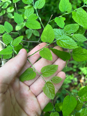 Dwarf hackberry (Celtis tenuifolia)