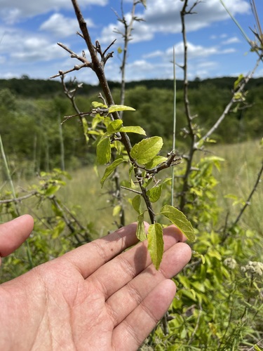 Dwarf hackberry (Celtis tenuifolia)