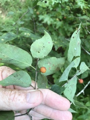 Dwarf hackberry (Celtis tenuifolia)