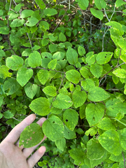 Dwarf hackberry (Celtis tenuifolia)