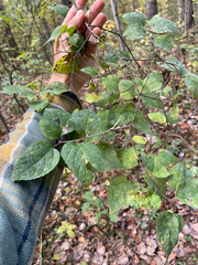 Dwarf hackberry (Celtis tenuifolia)