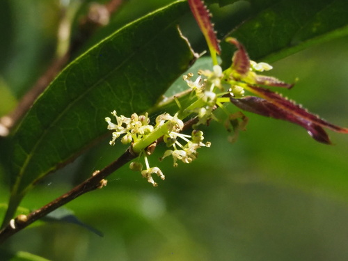 Nilgiri elm (Celtis tetrandra)