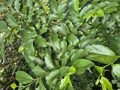 Nilgiri elm (Celtis tetrandra)